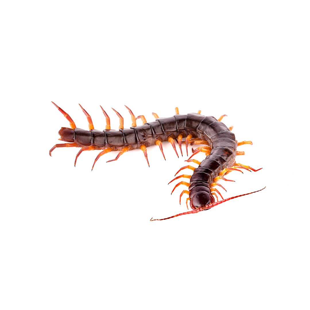 centipede removal