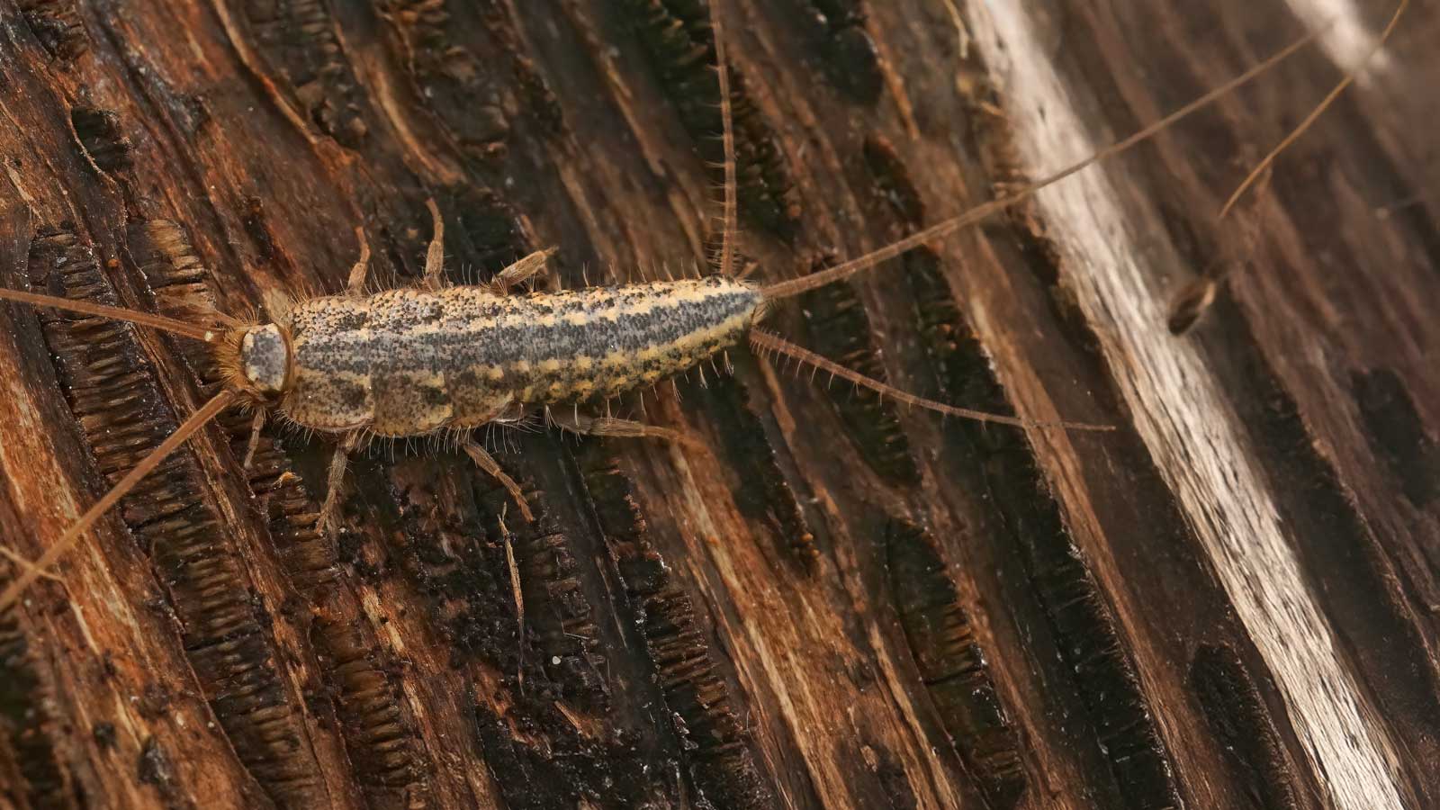 Silverfish infestation