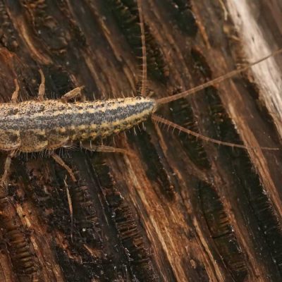 Silverfish infestation